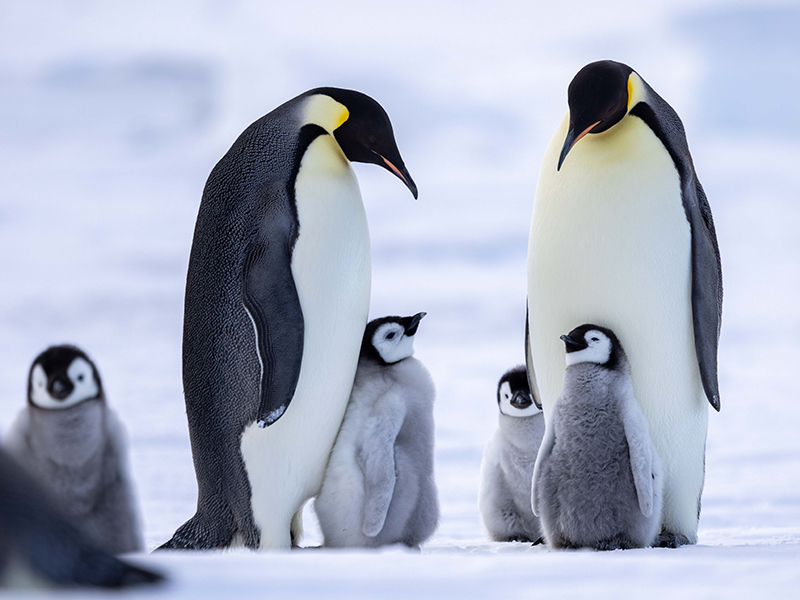 Emperor penguin parents and chicks: 
Image courtesy of Quark