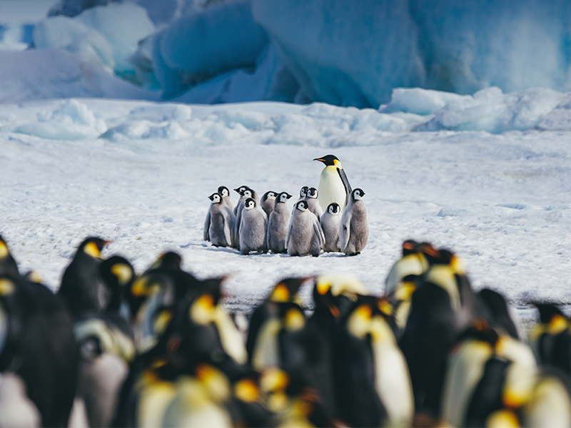 Emperor penguin chicks huddle: Image courtesy of Quark