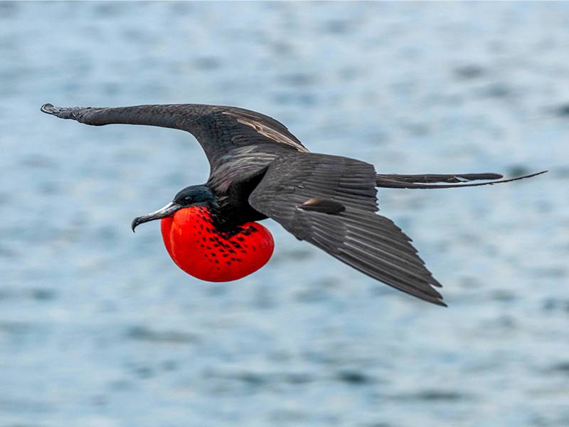 Lewis captures the Magnificent Frigate bird in flight