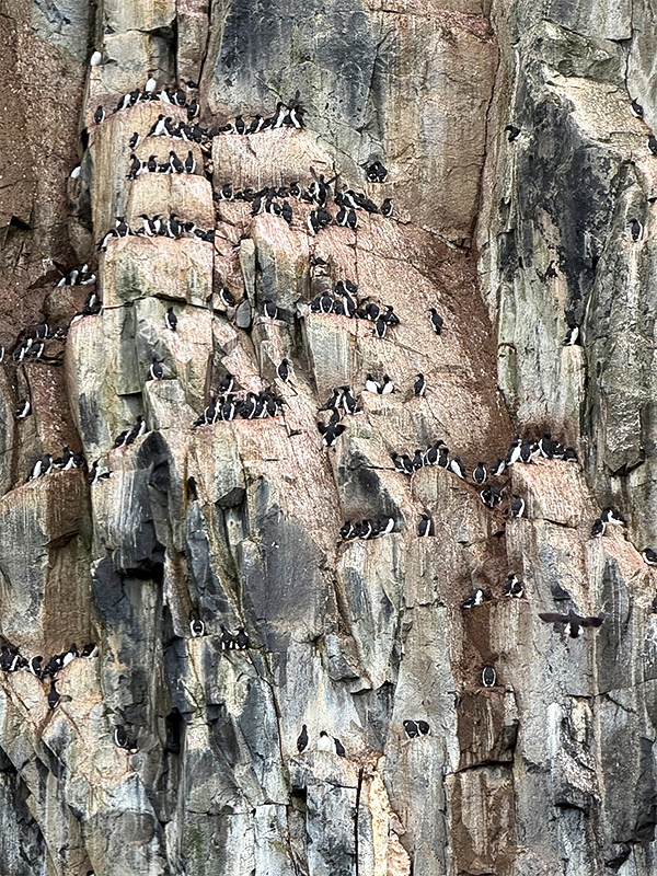 Jane's photo of guillemots