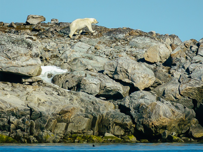 Jane's photo of a polar bear on rocks