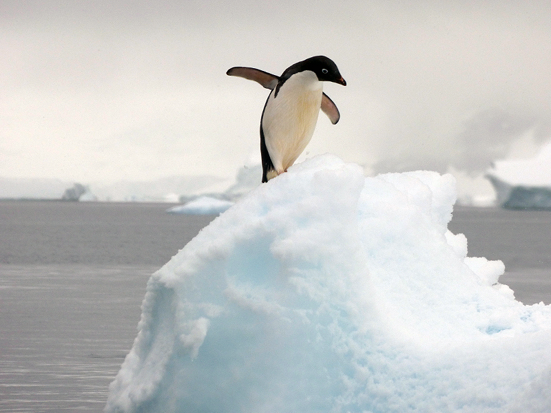 Adelie penguin in Antarctica photographed by Laura