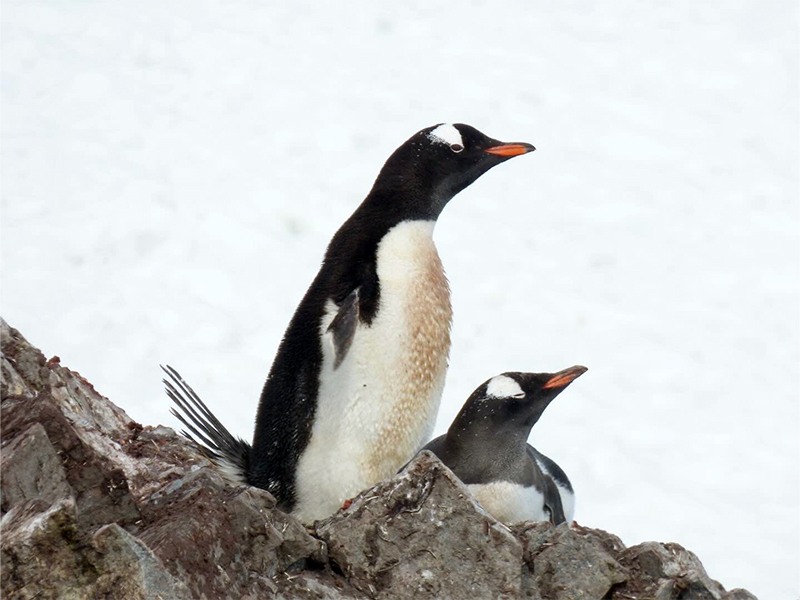 Laura's photograph of gentoo penguins in Antarctica