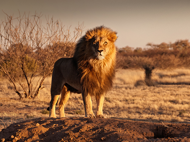 Male lion