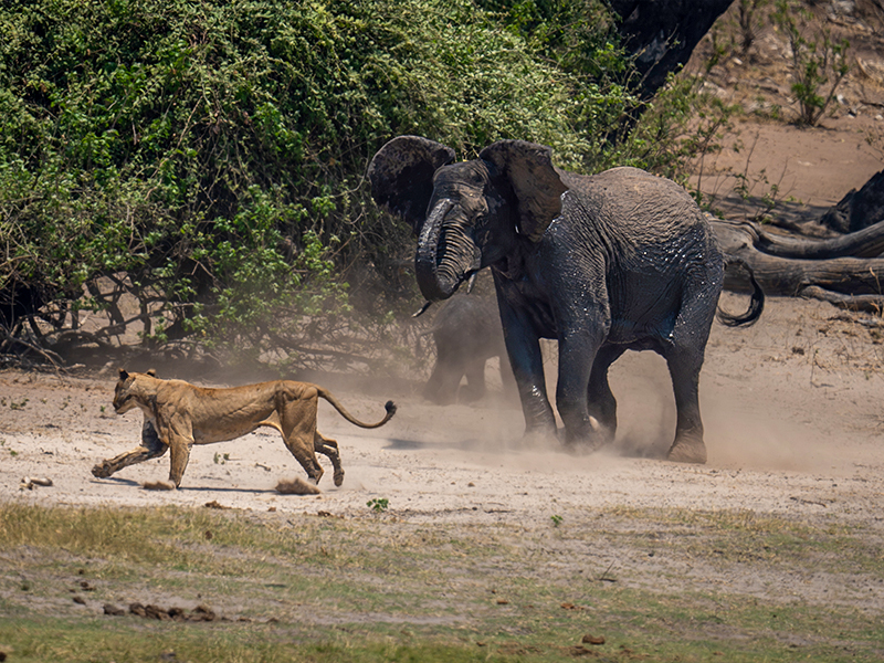 Lioness on the run from a bull elephant