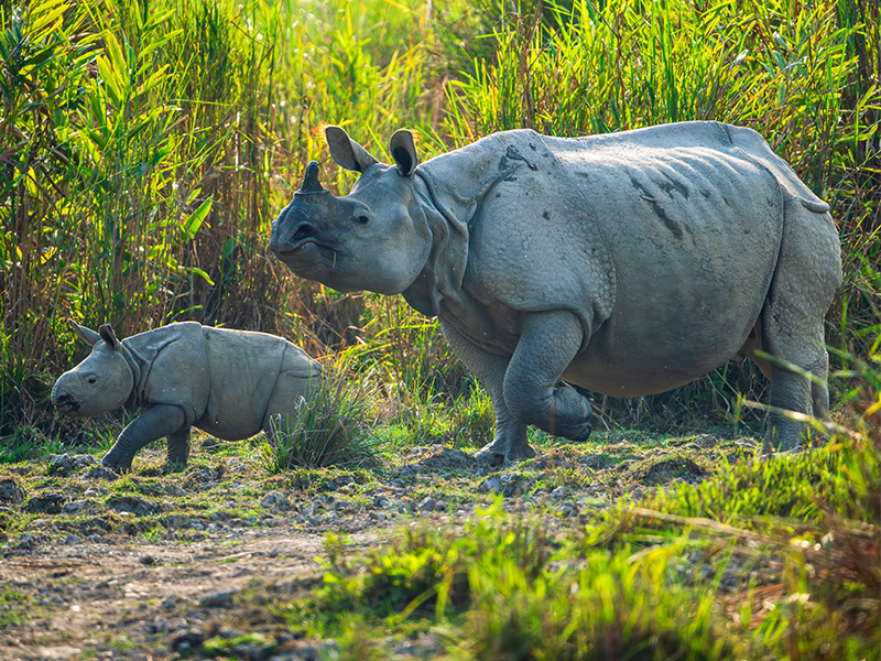 One-horned rhino and calf