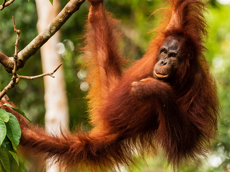Tree swinging orangutan in the forest