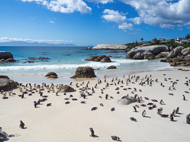 Penguins on Boulders Beach