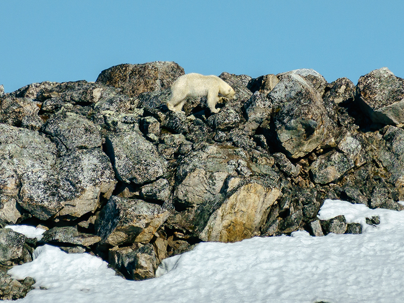 Jane spots a polar bear marauding on the rocks