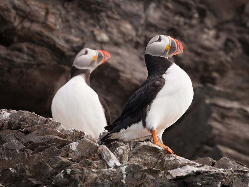 Puffins in Svalbard - Image courtesy of Quark Expeditions