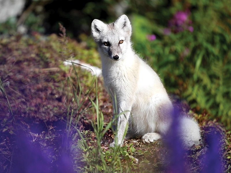 Arctic fox - Image courtesy of Quark Expeditions
