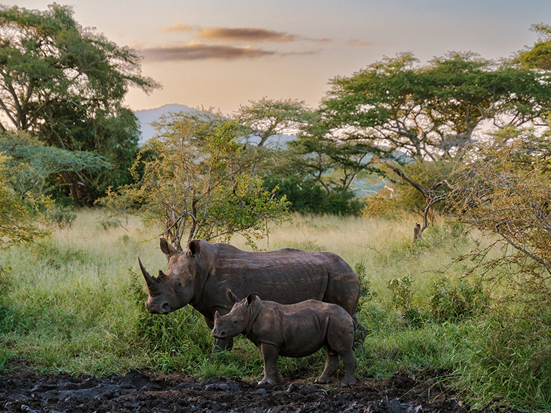 Rhino and calf on safari