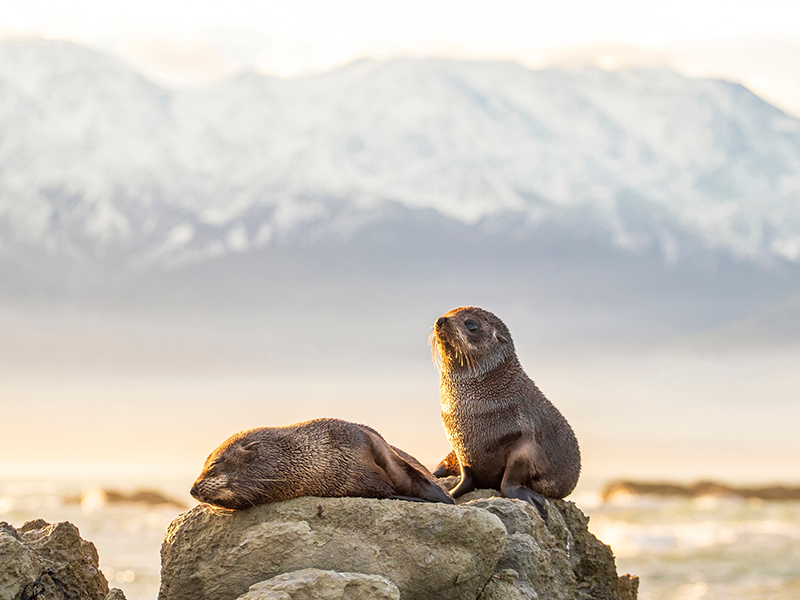 Seals of Kaikoura