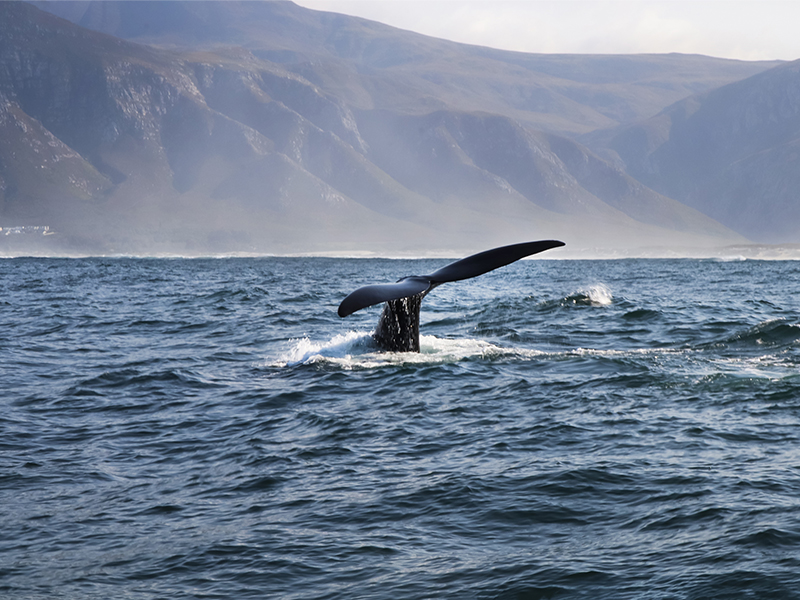 Whale watching from the boat in Hermanus, South Africa