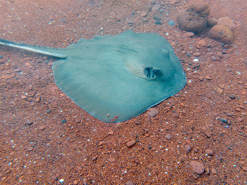 An underwater snap of a diamond stingray by Lewis