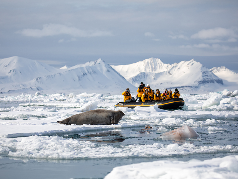 Seal near zodiac - Image courtesy of Quark Expeditions