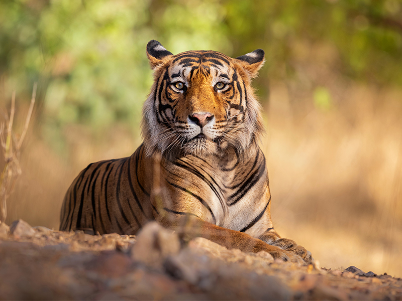 Male tiger in Ranthambore National Park