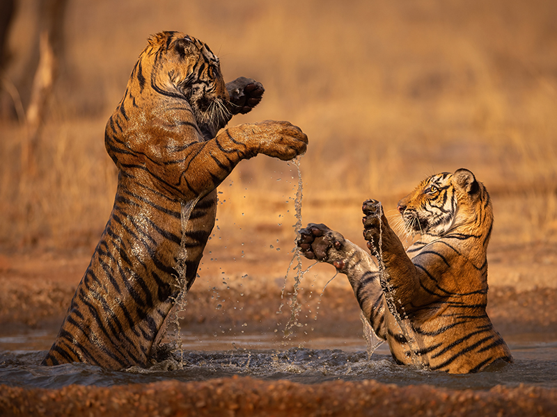 Tiger cubs playing in the water