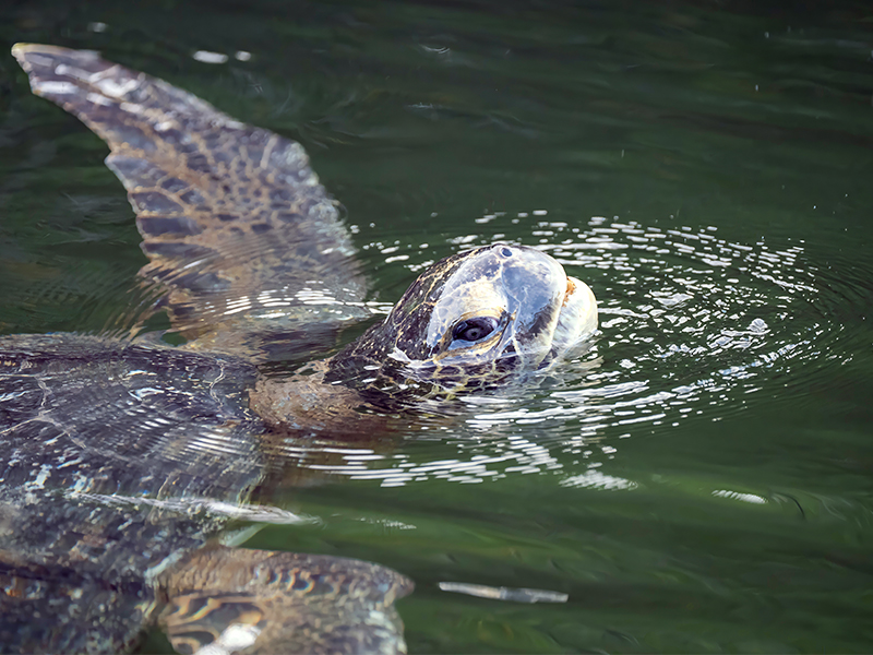 Lewis spots a green sea turtle in the mangroves