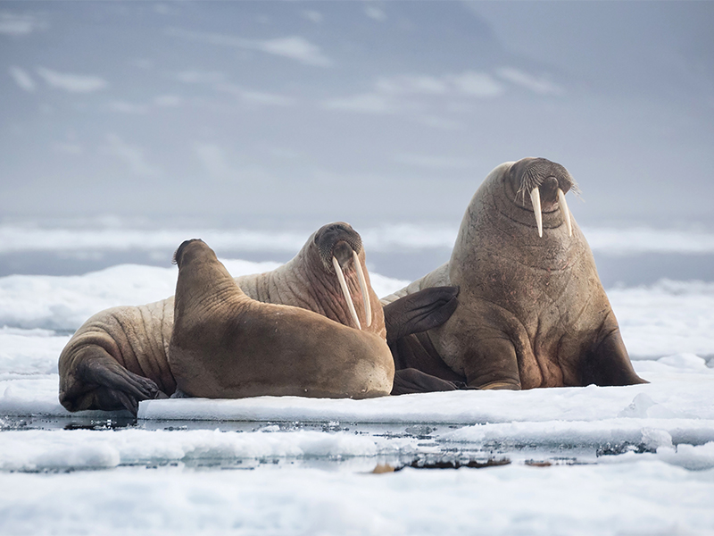 Walrus on ice floe - Image courtesy of Quark Expeditions.