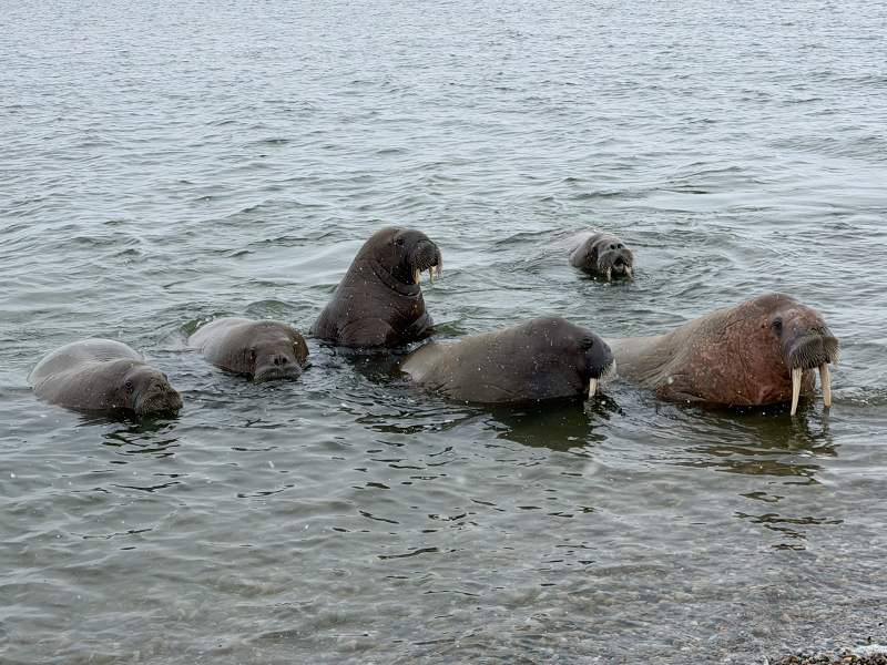 Walruses captured by Michelle