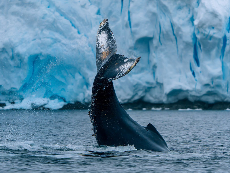 whale in Whilhelmina Bay