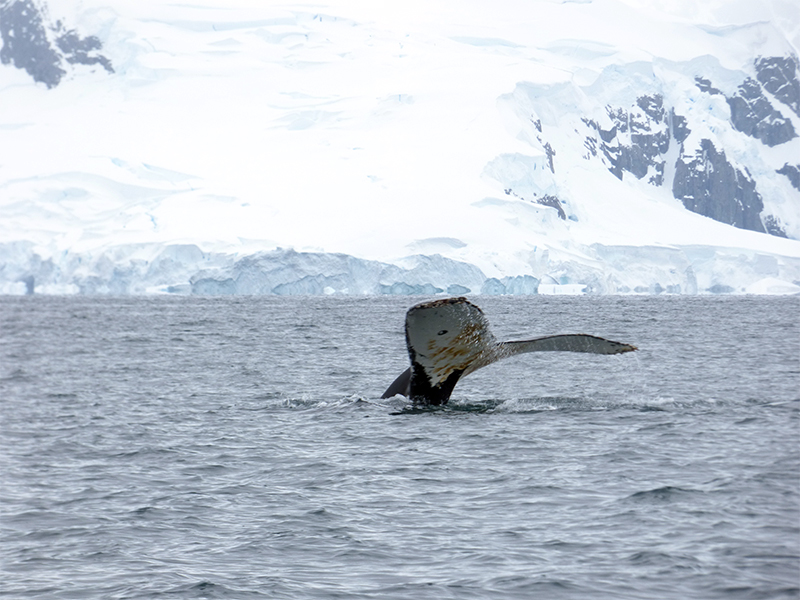 Laura's humpback whale tail