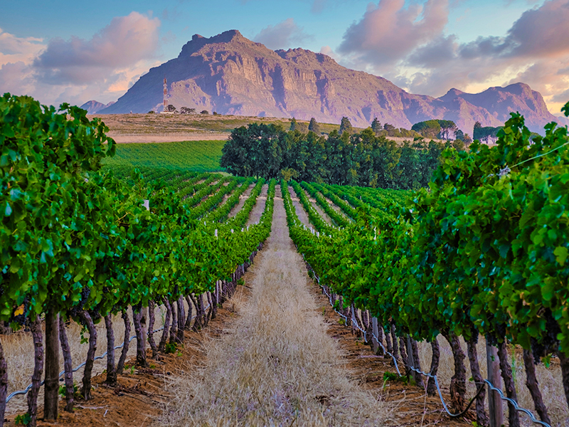 Vineyard in Stellenbosch