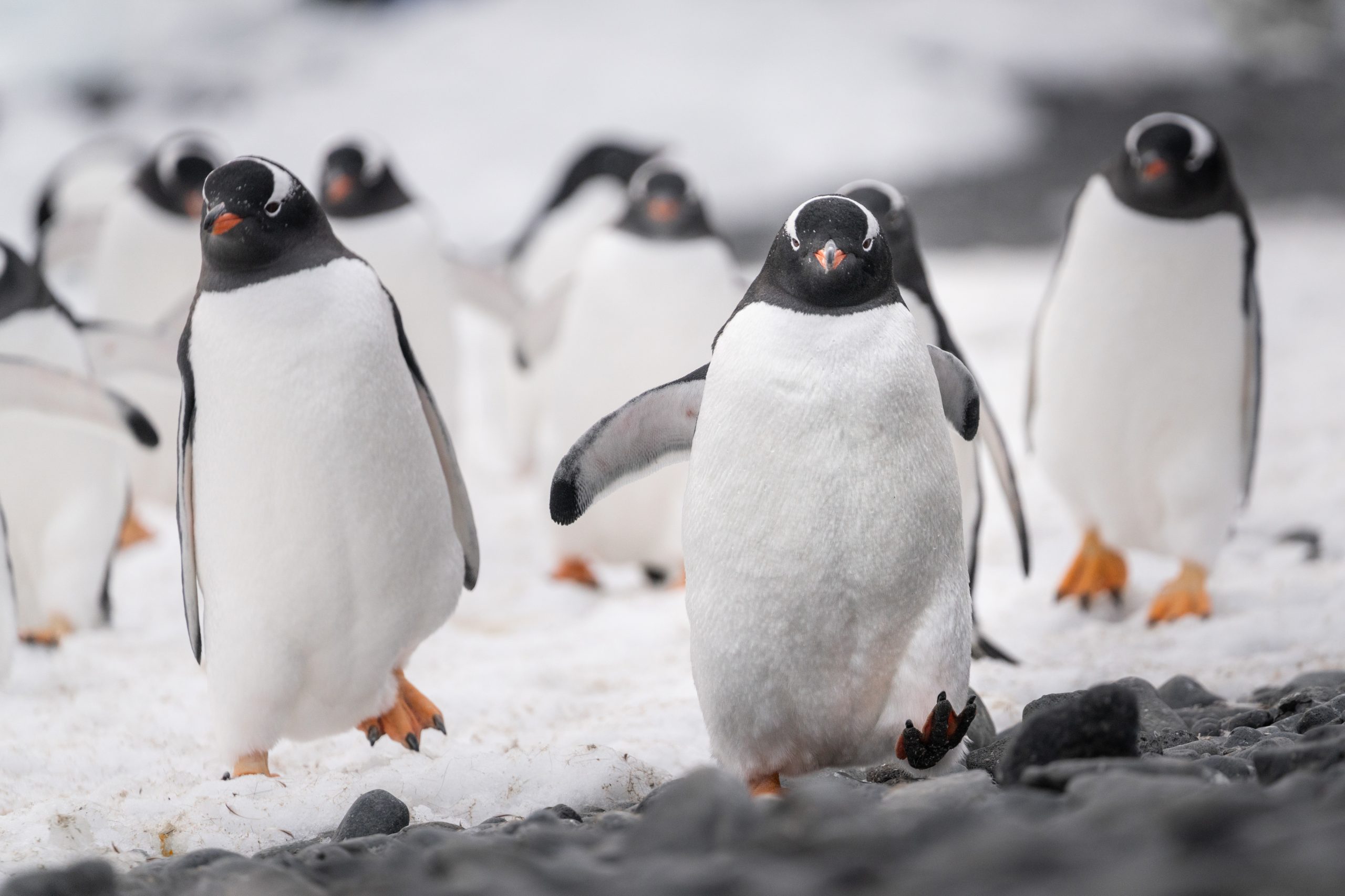 Gentoo penguins