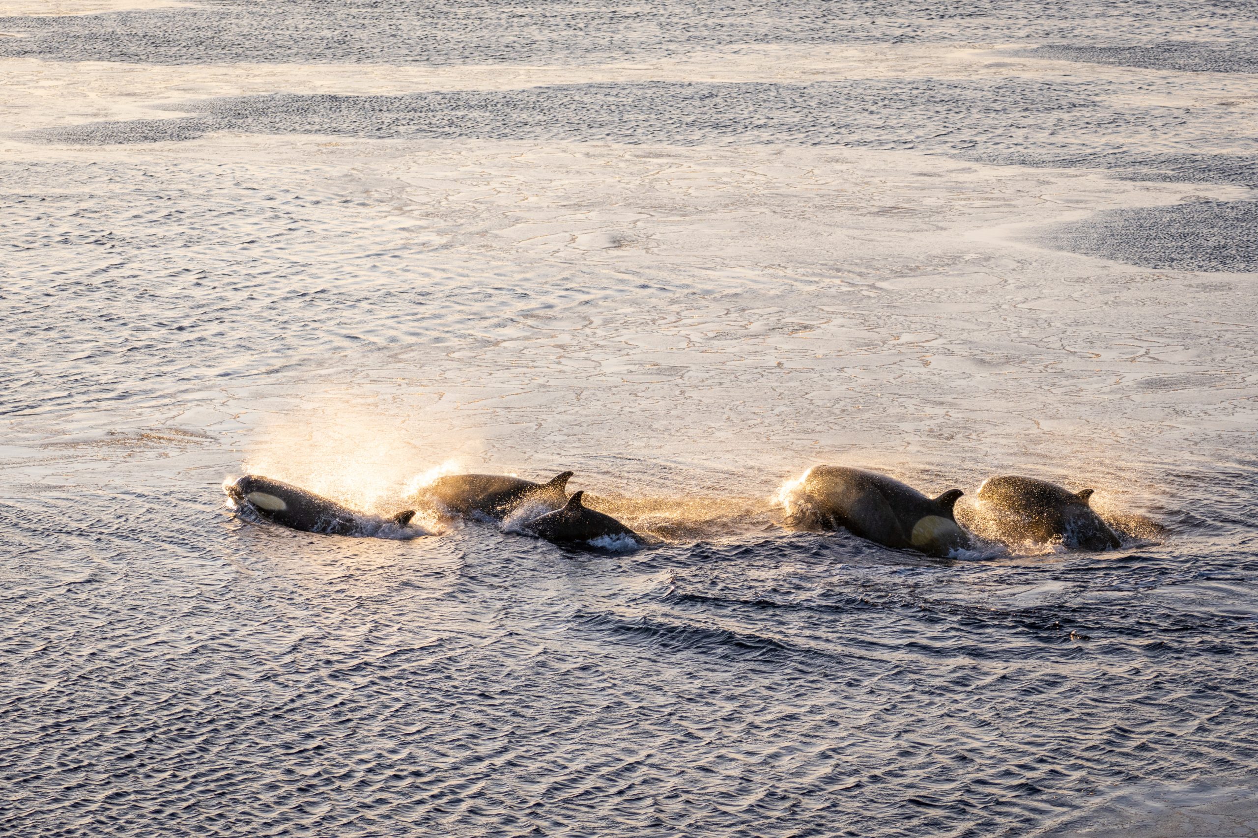 Orca pod in Antarctica