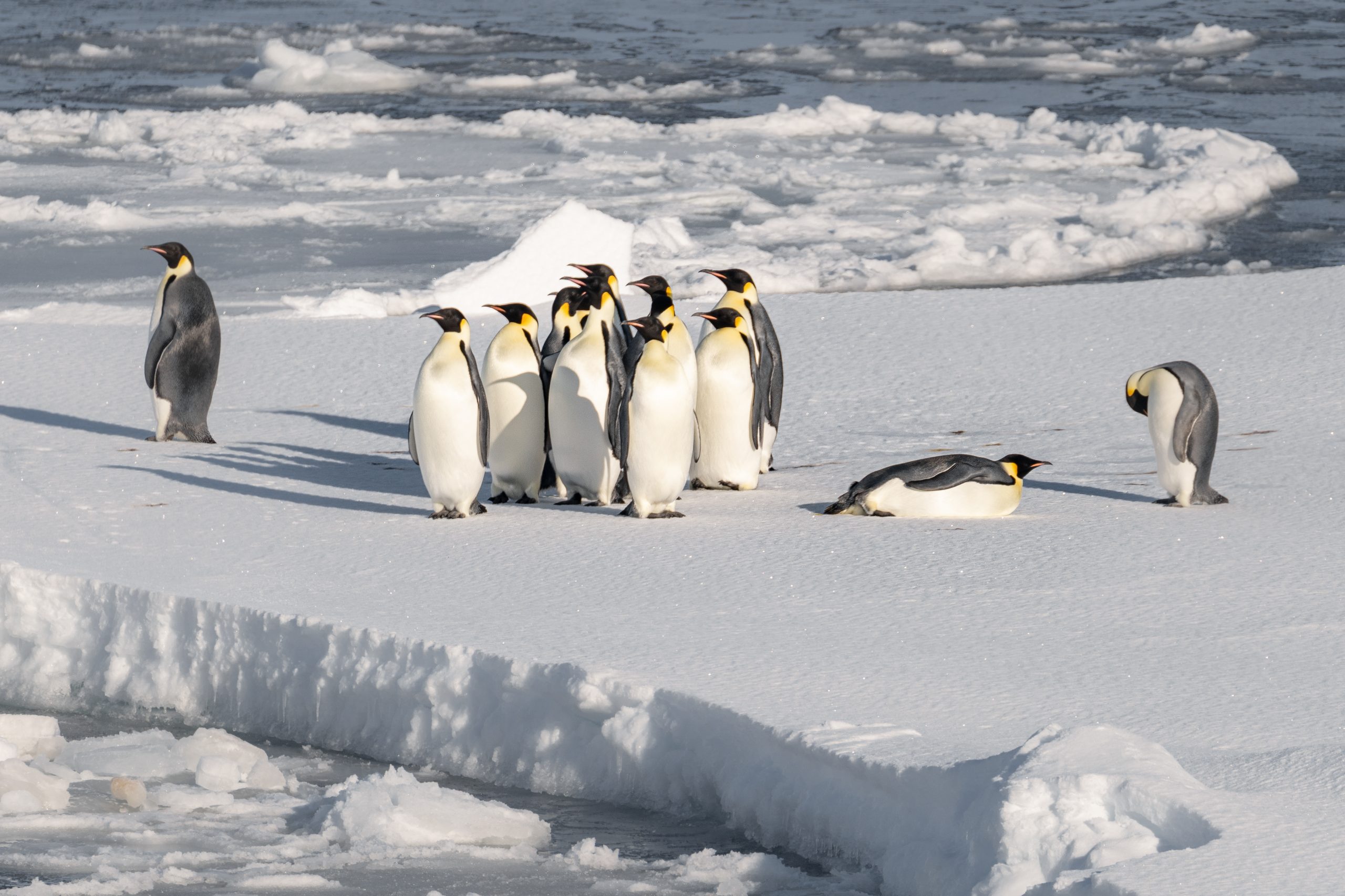 Emperor penguins on an ice floe